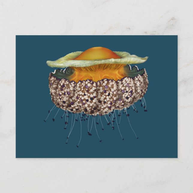 Illustrated Fried Egg Jellyfish Postcard (Front)