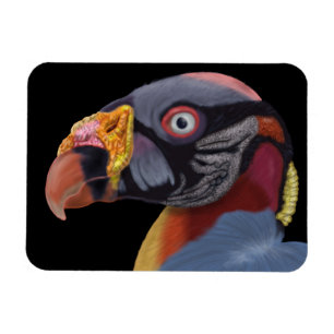 Illustrated King Vulture Magnet