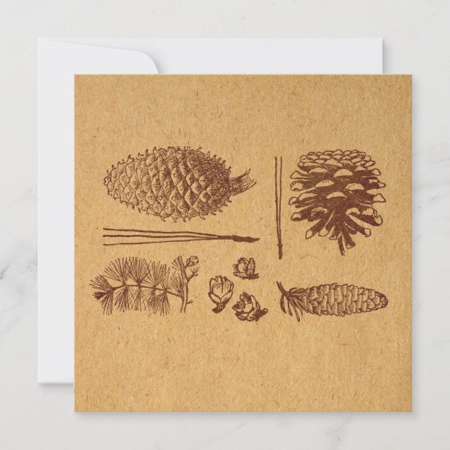 Illustrated Pine Cones Vintage Pinecone Art Card (Front)