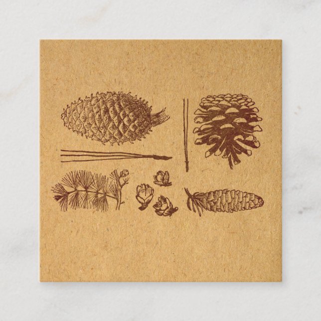 Illustrated Pine Cones Vintage Pinecone Art Enclosure Card (Front)