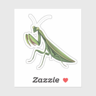 Illustrated Praying Mantis