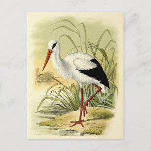 Illustration cigogne postcard