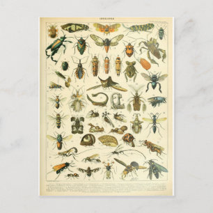 Illustration dictionnaire insectes postcard