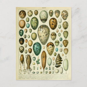 Illustration dictionnaire oeufs postcard