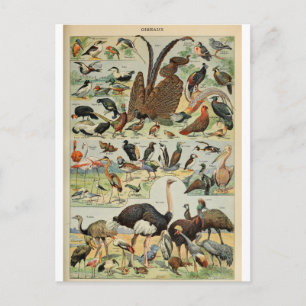 Illustration dictionnaire oiseaux postcard