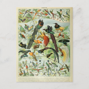 Illustration dictionnaire oiseaux postcard