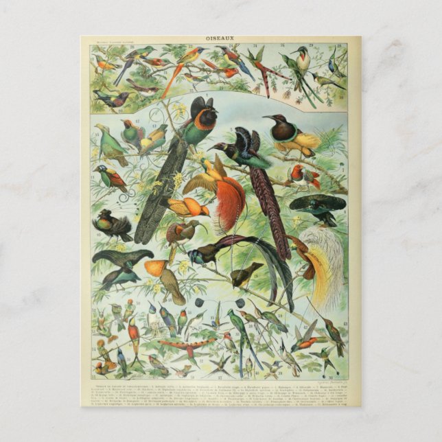Illustration dictionnaire oiseaux postcard (Front)