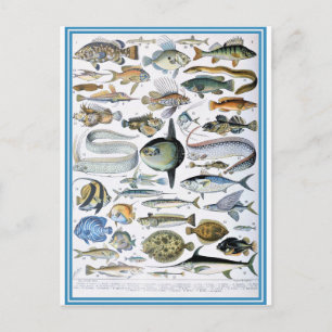 Illustration dictionnaire poissons postcard