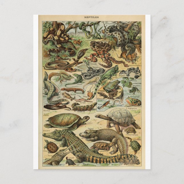 Illustration dictionnaire reptiles postcard (Front)