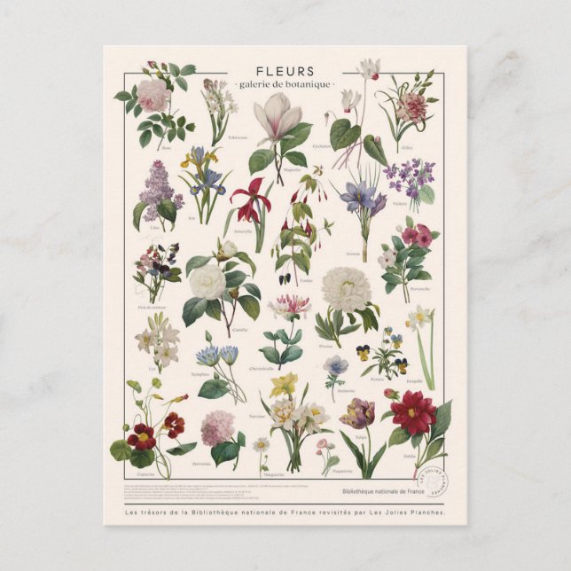 Illustration fleurs postcard (Front)