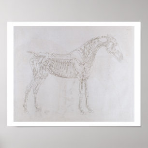 Illustration from 'The Anatomy of the Horse, inclu Poster