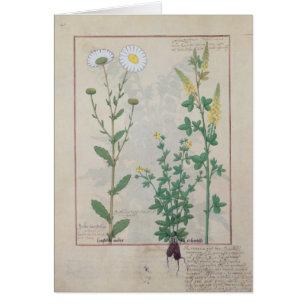 Illustration from 'The Book of Simple