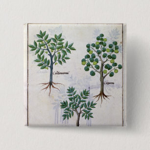 Illustration from the 'Book of Simple Medicines' 15 Cm Square Badge