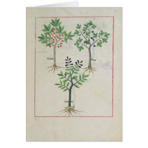 Illustration from the 'Book of Simple Medicines' 2