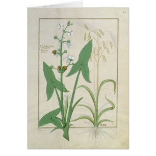 Illustration from the 'Book of Simple Medicines' 2