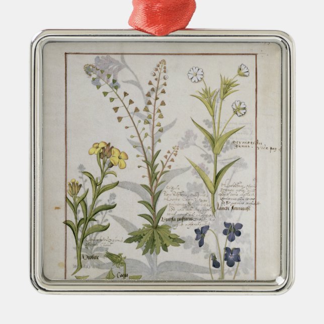Illustration from the 'Book of Simple Medicines' 2 Metal Tree Decoration (Front)