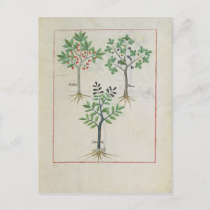 Illustration from the 'Book of Simple Medicines' 2 Postcard