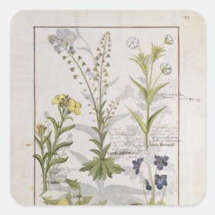 Illustration from the 'Book of Simple Medicines' 2 Square Sticker