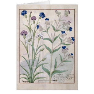 Illustration from the 'Book of Simple Medicines' 3