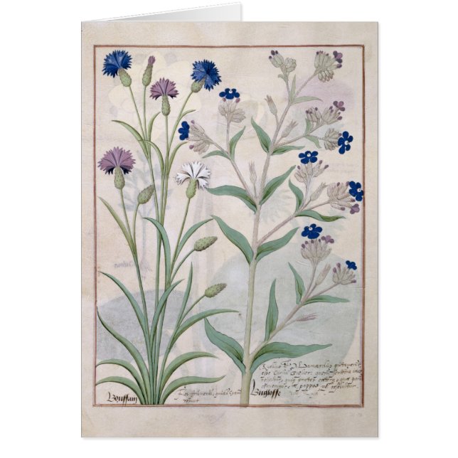 Illustration from the 'Book of Simple Medicines' 3 (Front)