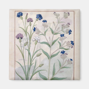 Illustration from the 'Book of Simple Medicines' 3 Magnet