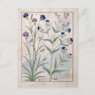 Illustration from the 'Book of Simple Medicines' 3 Postcard