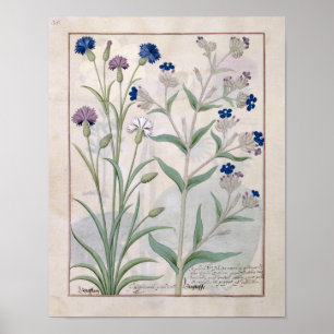 Illustration from the 'Book of Simple Medicines' 3 Poster