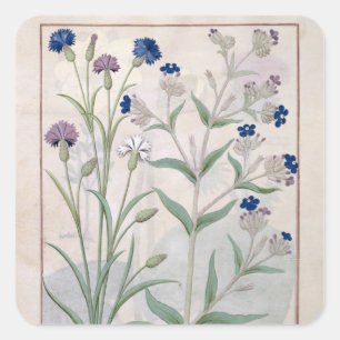 Illustration from the 'Book of Simple Medicines' 3 Square Sticker