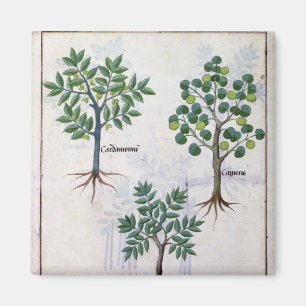 Illustration from the 'Book of Simple Medicines' Magnet