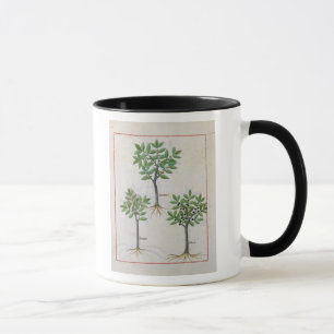 Illustration from the 'Book of Simple Medicines' Mug