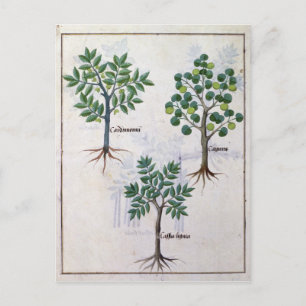 Illustration from the 'Book of Simple Medicines' Postcard