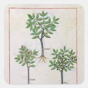 Illustration from the 'Book of Simple Medicines' Square Sticker