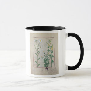 Illustration from 'The Book of Simple Mug