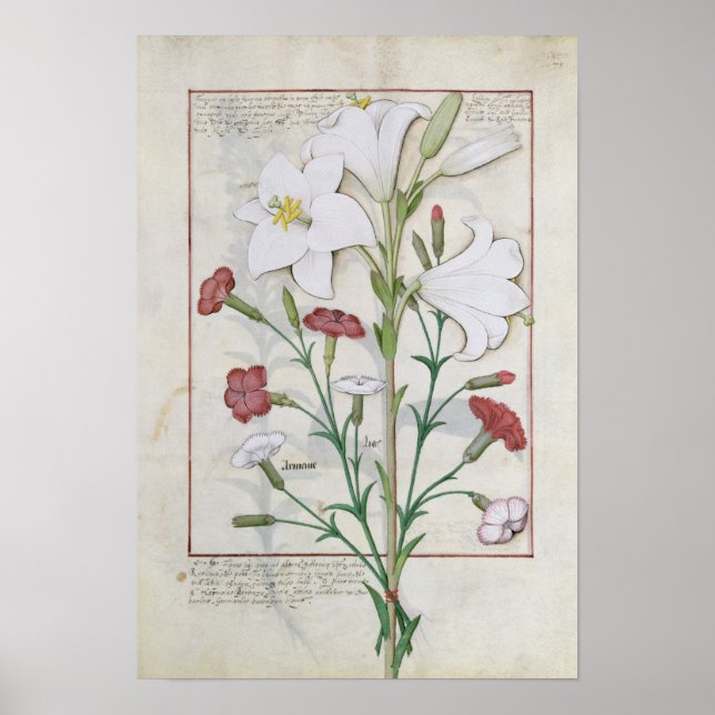 Illustration from the 'Book of Simple Poster (Front)