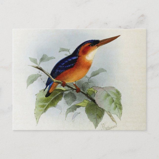 Illustration martin pêcheur postcard (Front)