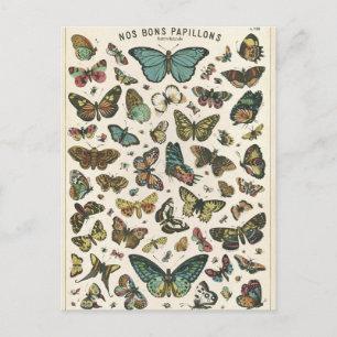 Illustration nos bons papillons postcard