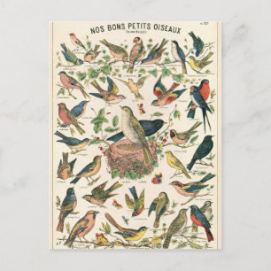 Illustration nos bons petits oiseaux postcard