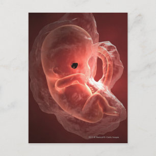 Illustration of a developing embryo postcard