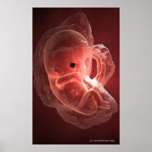 Illustration of a developing embryo poster