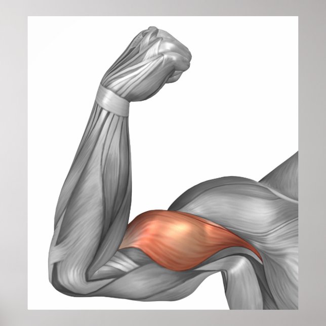 Illustration Of A Flexed Arm Showing Bicep Poster (Front)