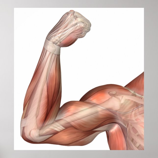 Illustration Of A Flexed Arm Showing Human Bicep Poster (Front)