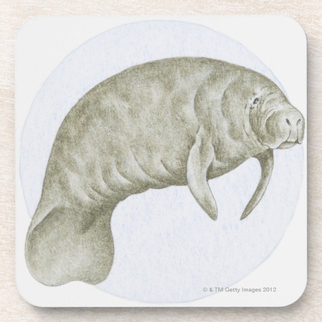 Illustration of a Manatee (Trichechus sp.) Coaster (Front)