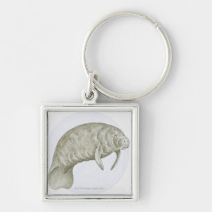 Illustration of a Manatee (Trichechus sp.) Key Ring
