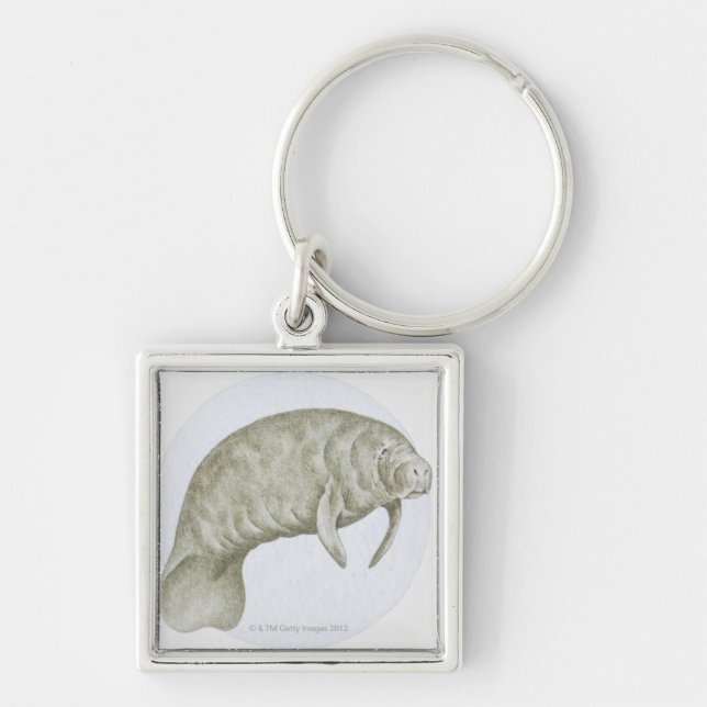 Illustration of a Manatee (Trichechus sp.) Key Ring (Front)