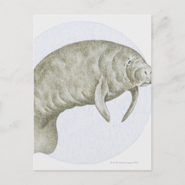 Illustration of a Manatee (Trichechus sp.) Postcard (Front)
