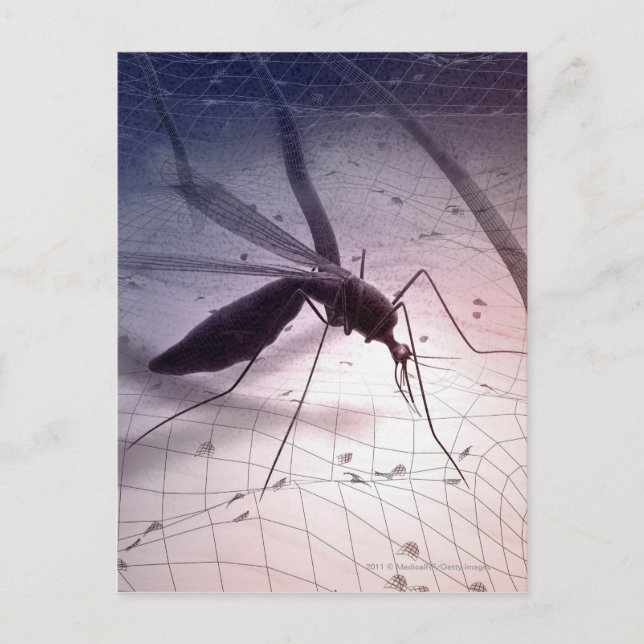 Illustration of a mosquito biting postcard (Front)