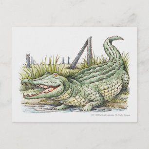 Illustration of alligator on the shore postcard