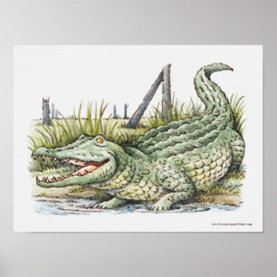 Illustration of alligator on the shore poster