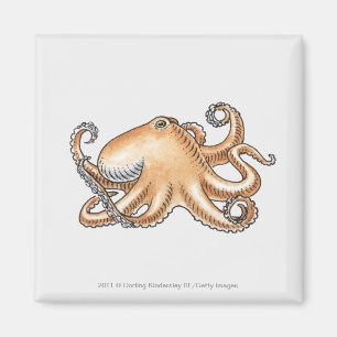 Illustration of an octopus magnet