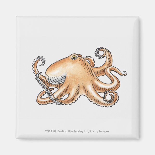 Illustration of an octopus magnet (Front)